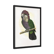 Hawk-Headed Parrot (Deroptyus accipitrinus) colored wood-engraved plate by Alexander Francis Lydon.