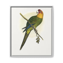 Carolina Parrot (Conuropsis carolinensis) colored wood-engraved plate by Alexander Francis Lydon. - NOMADEN ART GALLERY