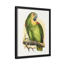 Blue-Fronted Amazon (Amazona aestiva) colored wood-engraved plate by Alexander Francis Lydon