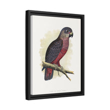 Dusky or Violet Parrot (Pionus fuscus) colored wood-engraved plate by Alexander Francis Lydon.