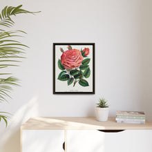 Pink rose, Glorie de Dijon lithograph. Digitally enhanced from our own original 1900 edition plates of Botanical Specimen published by Rochester Lithographing