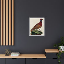 A horned Indian pheasant standing on the grass by J. Pass after J. E. Ihle.