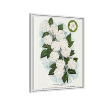 Japanese snowball flower lithograph. Digitally enhanced from our own original 1900 edition plates of Botanical Specimen published by Rochester Lithographing