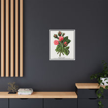 Pink roses, Crested Moss lithograph. Digitally enhanced from our own original 1900 edition plates of Botanical Specimen published by Rochester Lithographing