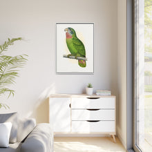 Jamaica Parrot (Amazona collaria) colored wood-engraved plate by Alexander Francis Lydon