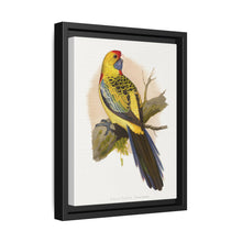 Yellow-Rumped Parrakeet (Platycercus elegans flaveolus) colored wood-engraved plate by Alexander Francis Lydon. - NOMADEN ART GALLERY