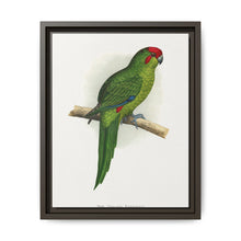 New Zealand Parrakeet (Cyanoramphus novaezelandiae) colored wood-engraved plate by Alexander Francis Lydon - NOMADEN ART GALLERY