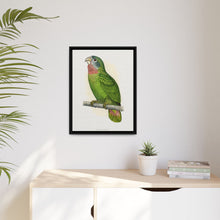 Jamaica Parrot (Amazona collaria) colored wood-engraved plate by Alexander Francis Lydon