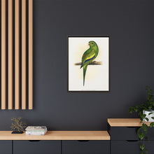 Canary-Winged Conure ( Brotogeris versicolurus) colored wood-engraved plate by Alexander Francis Lydon