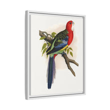 Rose-Hill or Rosella Parrakeet (Platycercus eximius) colored wood-engraved plate by Alexander Francis Lydon