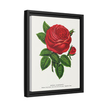 Red rose, General Jacquemont flower lithograph. Digitally enhanced from our own original 1900 edition plates of Botanical Specimen published by Rochester Lithographing - NOMADEN ART GALLERY