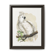 Great White-Crested Cockatoo (Cacatua alba) colored wood-engraved plate by Alexander Francis Lydon - NOMADEN ART GALLERY