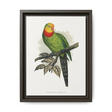Barraband's Parakeet (Polytelis swainsonii) colored wood-engraved plate by Alexander Francis Lydon - NOMADEN ART GALLERY