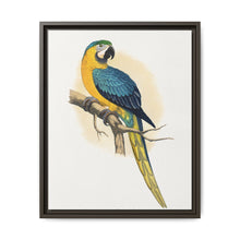 Blue and Yellow Macaw (Ara ararauna) colored wood-engraved plate by Alexander Francis Lydon - NOMADEN ART GALLERY
