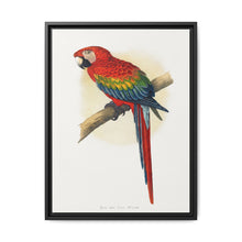 Red and Blue Macaw (Ara macao) colored wood-engraved plate by Alexander Francis Lydon - NOMADEN ART GALLERY