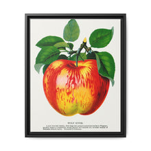 Wolf River apple lithograph. Digitally enhanced from our own original 1900 edition plates of Botanical Specimen published by Rochester Lithographing - NOMADEN ART GALLERY
