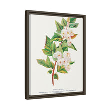 Spirea Aurea flowers lithograph. Digitally enhanced from our own original 1900 edition plates of Botanical Specimen published by Rochester Lithographing