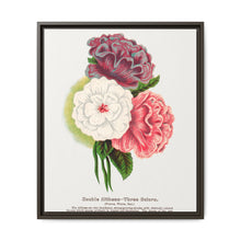 Double Althea in 3 colors lithograph. Digitally enhanced from our own original 1900 edition plates of Botanical Specimen published by Rochester Lithographing - NOMADEN ART GALLERY