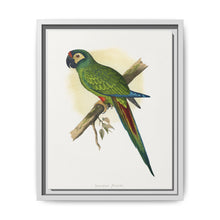 llliger's Macaw (Primolius maracana) colored wood-engraved plate by Alexander Francis Lydon - NOMADEN ART GALLERY