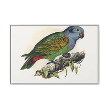 Red-Vented Parrot (Amazona martinicana) colored wood-engraved plate by Alexander Francis Lydon - NOMADEN ART GALLERY