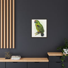 Placa grabada en madera de color loro de Jardine (Poicephalus gulielmi gulielmi) de Alexander Francis Lydon. 