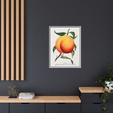 Foster peach lithograph. Digitally enhanced from our own original 1900 edition plates of Botanical Specimen published by Rochester Lithographing
