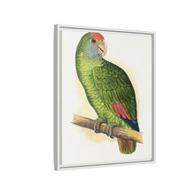 Dufresne's Amazon (Amazona dufresniana) colored wood-engraved plate by Alexander Francis Lydon