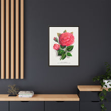 Pink rose, Anna De Diesbach lithograph. Digitally enhanced from our own original 1900 edition plates of Botanical Specimen published by Rochester Lithographing