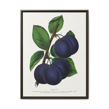 Niagara plum lithograph. Digitally enhanced from our own original 1900 edition plates of Botanical Specimen published by Rochester Lithographing - NOMADEN ART GALLERY