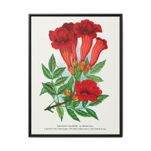 Trumpet flower lithograph. Digitally enhanced from our own original 1900 edition plates of Botanical Specimen published by Rochester Lithographing - NOMADEN ART GALLERY