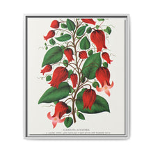 Prunus Triloba flower lithograph. Digitally enhanced from our own original 1900 edition plates of Botanical Specimen published by Rochester Lithographing - NOMADEN ART GALLERY