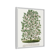 Hardy Magnolia tree lithograph. Digitally enhanced from our own original 1900 edition plates of Botanical Specimen published by Rochester Lithographing