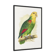 Double-Fronted or Le Vaillant's Amazon (Amazona oratrix) colored wood-engraved plate by Alexander Francis Lydon.