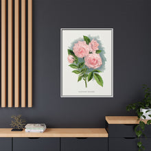 Pink rose, Clothilde Soupert lithograph. Digitally enhanced from our own original 1900 edition plates of Botanical Specimen published by Rochester Lithographing
