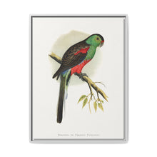 Beautiful or Paradise Parrakeet (Psephotus pulcherrimus) colored wood-engraved plate by Alexander Francis Lydon - NOMADEN ART GALLERY