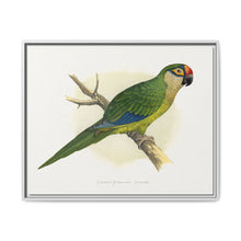 Golden-Crowned Conure (Aratinga auricapillus) colored wood-engraved plate by Alexander Francis Lydon - NOMADEN ART GALLERY