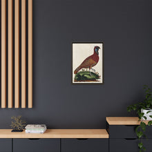 A horned Indian pheasant standing on the grass by J. Pass after J. E. Ihle.
