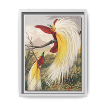 Birds of Paradise: Vintage Natural History Art by Benjamin Fawcett (1808 - 1893) - NOMADEN ART GALLERY