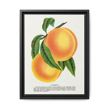 Champion plum lithograph from Botanical Specimen published by Rochester Lithographing - NOMADEN ART GALLERY