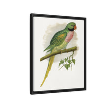 Javan Parrakeet (Psittacula alexandri) colored wood-engraved plate by Alexander Francis Lydon.