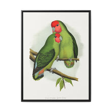 Rosy-Faced Love-Bird (Agapornis roseicollis) colored wood-engraved plate by Alexander Francis Lydon. - NOMADEN ART GALLERY