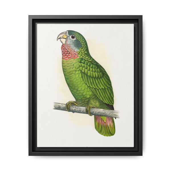 Jamaica Parrot (Amazona collaria) colored wood-engraved plate by Alexander Francis Lydon - NOMADEN ART GALLERY