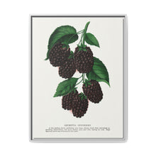 Lucretia Dewberry lithograph. Digitally enhanced from our own original 1900 edition plates of Botanical Specimen published by Rochester Lithographing - NOMADEN ART GALLERY