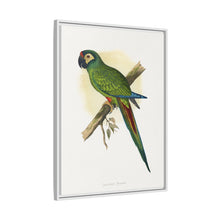 llliger's Macaw (Primolius maracana) colored wood-engraved plate by Alexander Francis Lydon
