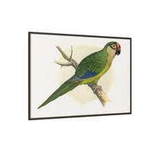 Golden-Crowned Conure (Aratinga auricapillus) colored wood-engraved plate by Alexander Francis Lydon