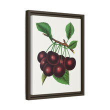Black Tartarian cherry lithograph. Digitally enhanced from our own original 1900 edition plates of Botanical Specimen published by Rochester Lithographing