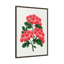 Paul's New Double Flowering Thorn lithograph. Digitally enhanced from our own original 1900 edition plates of Botanical Specimen published by Rochester Lithographing