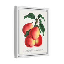 Vermont Beauty pear lithograph. Digitally enhanced from our own original 1900 edition plates of Botanical Specimen published by Rochester Lithographing