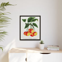 Gov Wood cherry lithograph. Digitally enhanced from our own original 1900 edition plates of Botanical Specimen published by Rochester Lithographing