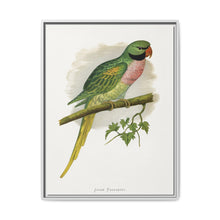 Javan Parrakeet (Psittacula alexandri) colored wood-engraved plate by Alexander Francis Lydon. - NOMADEN ART GALLERY